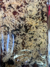 Load image into Gallery viewer, #4093 Crispy Brow rice Cơm Cháy gạo LỨT chà bông (Single package)
